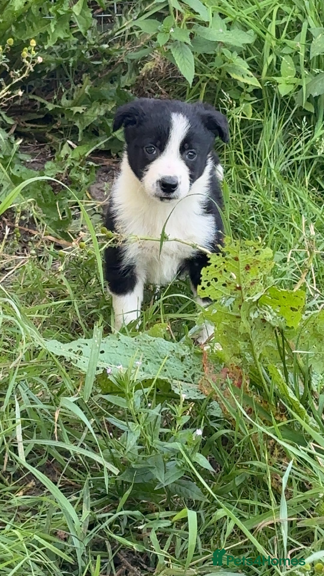 Border Collie dogs for sale: Beautiful border collie pups - Image 3