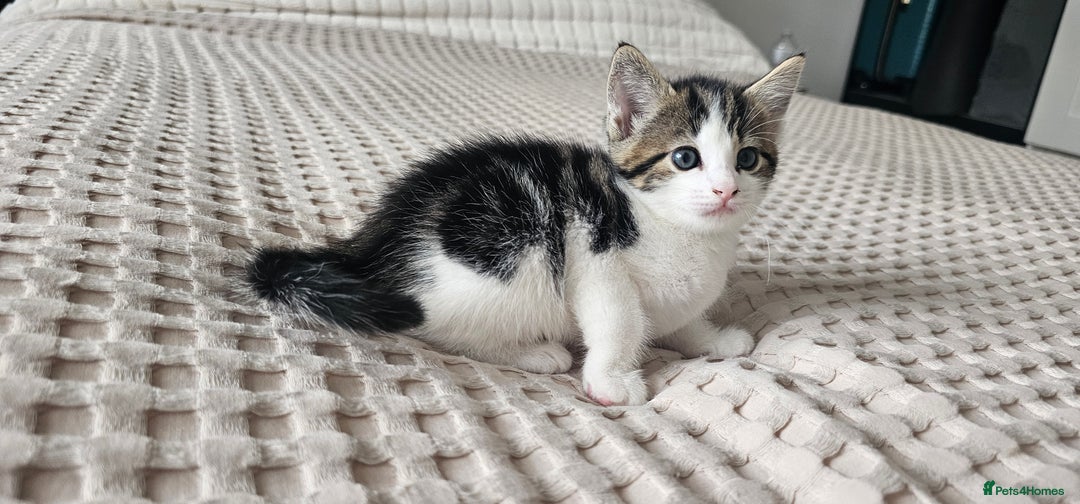 Mixed Breed cats for sale: Beautiful friendly kitties 💖 ready for homes 💕 - Image 20