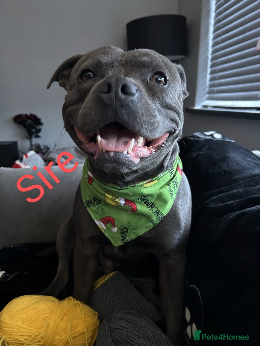 Staffordshire Bull Terrier dogs for sale: Beautifull blue staff puppies for sale  - Advert 2