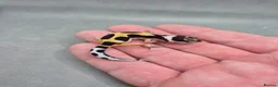 Leopard Gecko reptiles for sale: 2026 leopard gecko hatchlings  - Advert 10