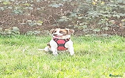 Mixed Breed dogs for sale: 2 puppies mixed breed left !!! - Image 7