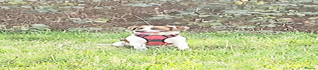 Puppy Girl Bailey