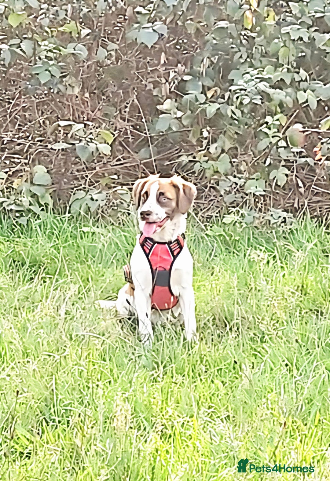 Mixed Breed dogs for sale: 2 puppies mixed breed left !!! - Image 7