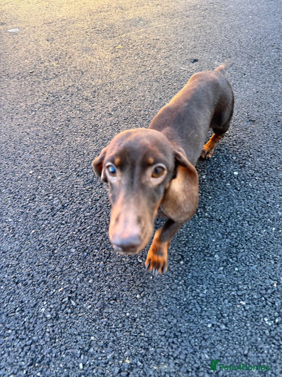 Miniature Dachshund dogs for sale: Miniature dachshunds. - Advert 7