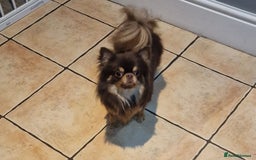 Chihuahua dogs for stud: 🇹🇭THAILAND IMPORT CHIHUAHUA CHOCOLATE LONGCOAT in Alford - Image 12