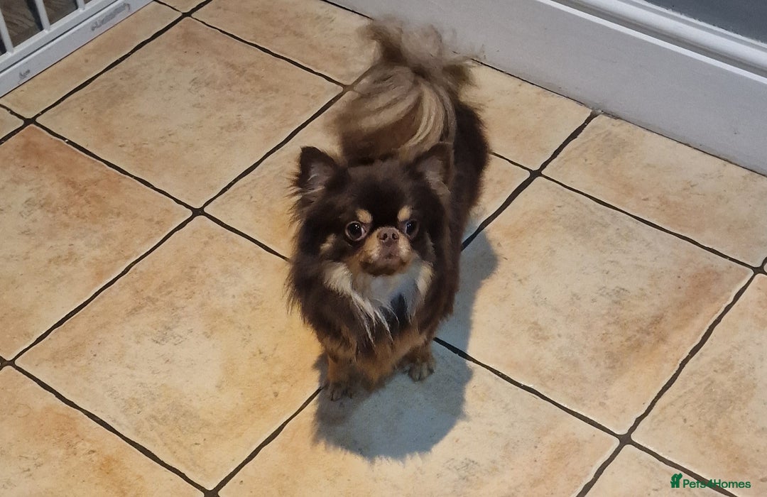 Chihuahua dogs for stud: 🇹🇭THAILAND IMPORT CHIHUAHUA CHOCOLATE LONGCOAT in Alford - Image 12