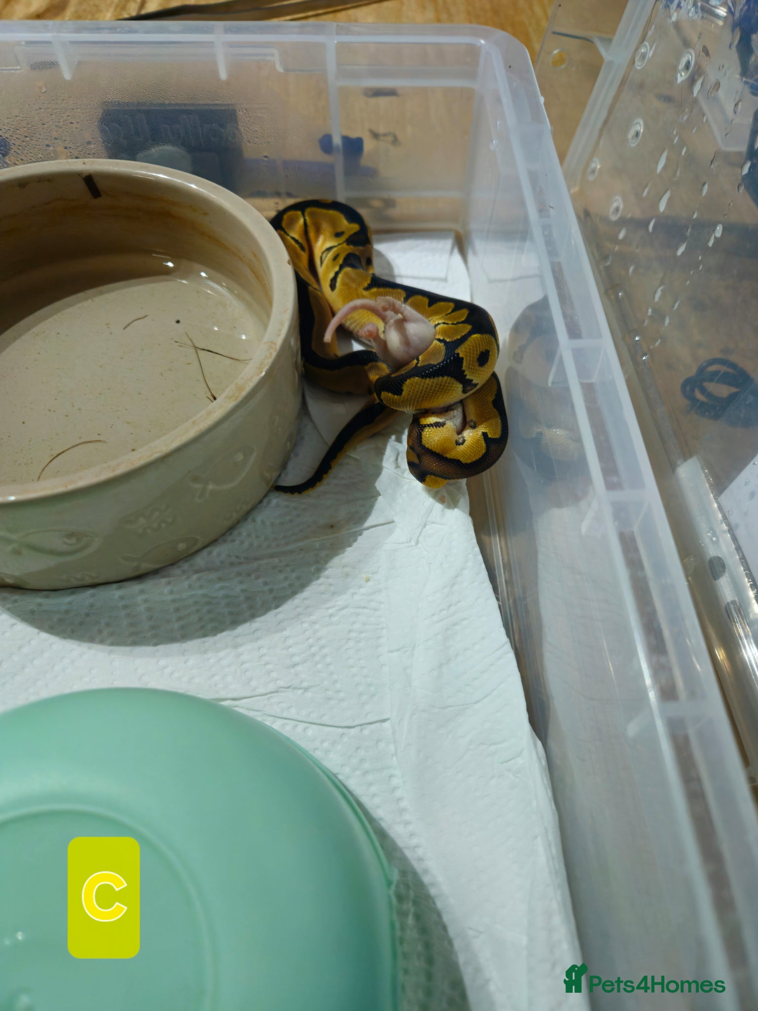 Python Snake reptiles for sale: spotnose het clown/ clown clutch - Advert 11