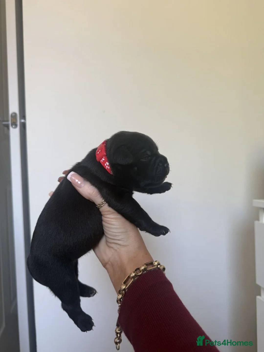 Staffordshire Bull Terrier dogs for sale: Adorable Staffordshire Bull Terrier puppies. in Southampton - Advert 5