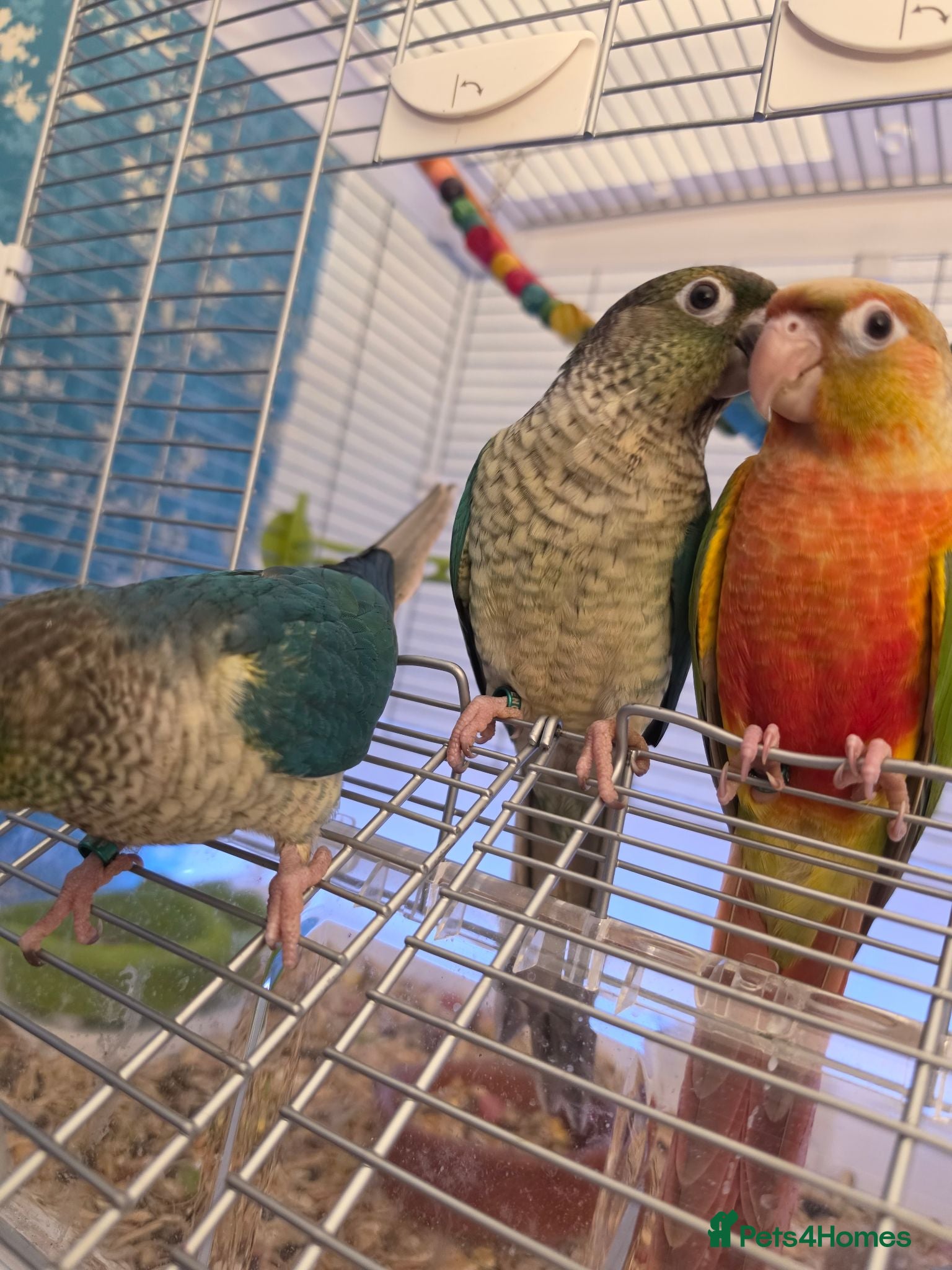 Conures birds Hand reared tame - Advert 1