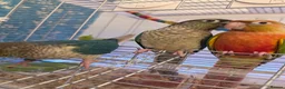 Conures birds for sale: Hand reared tame - Advert 1