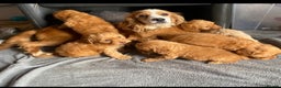 Cockapoo dogs for sale: Cockapoo puppies - Advert 1