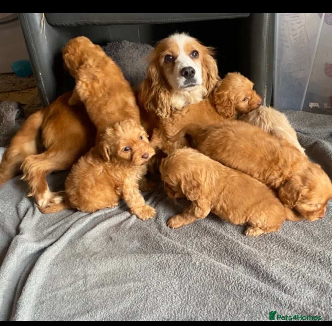 Cockapoo dogs for sale: Cockapoo puppies - Advert 1