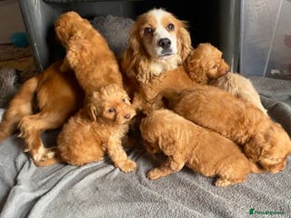 Cockapoo dogs Cockapoo puppies - Advert 18