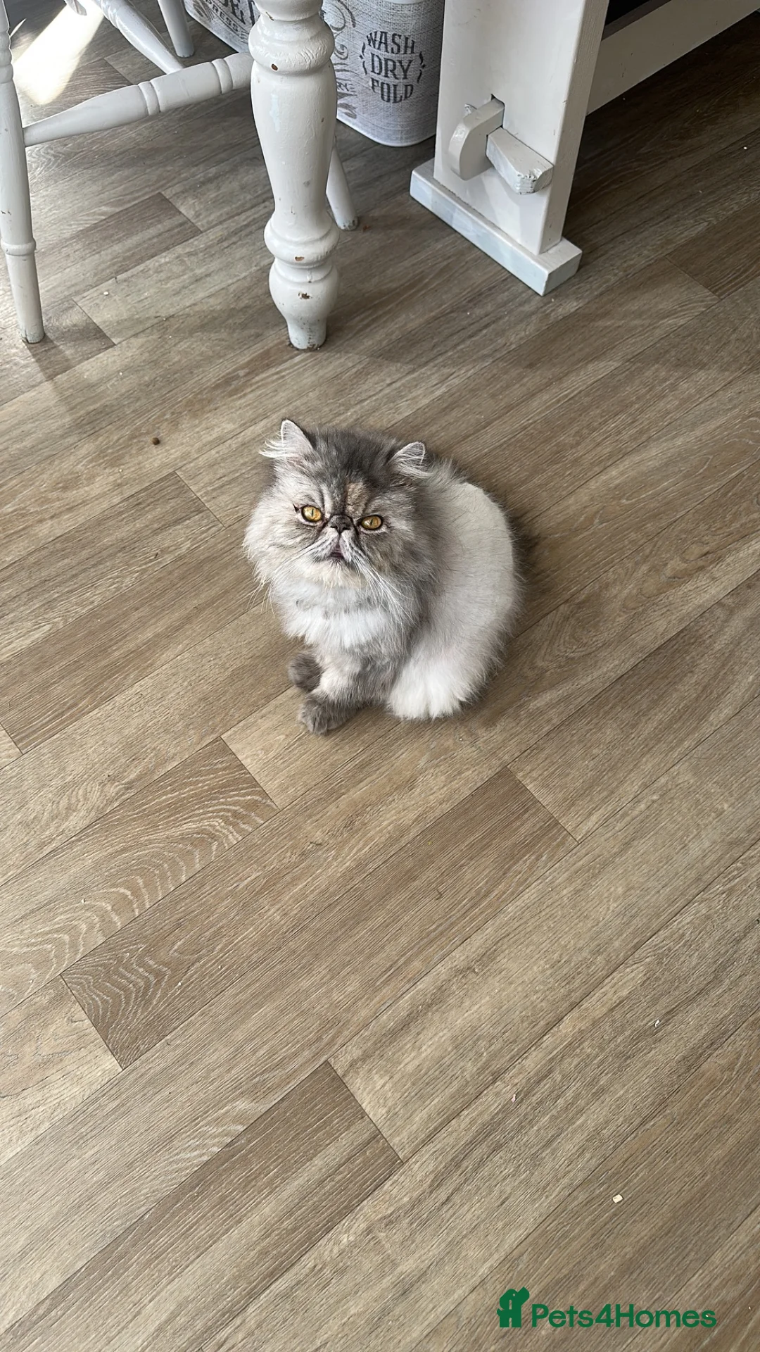 Mixed Breed cats for sale: Persian Cross Female kitten-Ready Now  - Advert 2