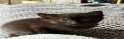 Norwegian Forest Cat cats for sale: Beautiful half Norwegian forest kittens - Advert 6