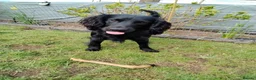 Cocker Spaniel dogs for stud: HEALTH TESTED PROVEN WORKING COCKER SPANIEL - Advert 4