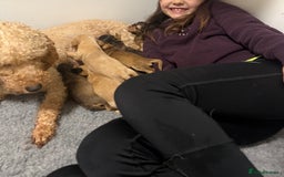 Labradoodle dogs for sale: Unique Stunning miniature doodles - Advert 14