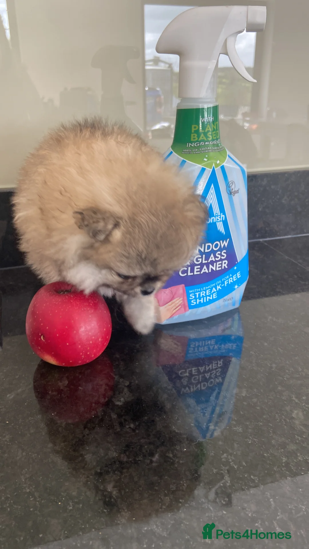 Pomeranian dogs for sale: Beautiful tiny girl  in Newry - Advert 2