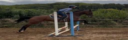 Irish Thoroughbred horses for sale: Smart , Straightforward, And Very Affordable  - Advert 4