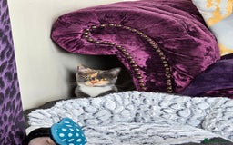 Mixed Breed cats for sale: Peanut - Image 3