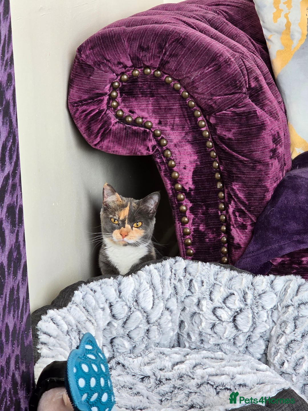 Mixed Breed cats for sale: Peanut - Image 3