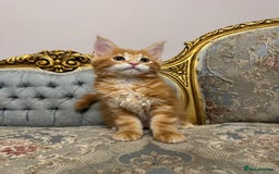 Maine Coon cats for sale: Maine Coon Kittens with Elite Heritage 🌟🌟🌟🌟🌟 - Image 31