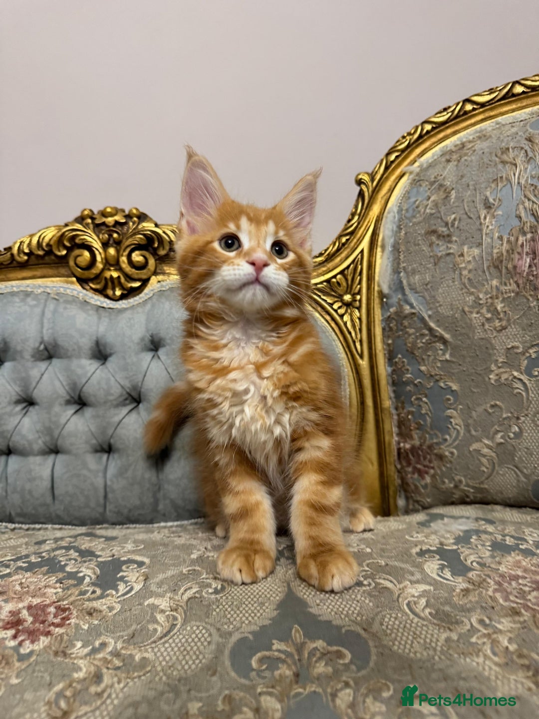 Maine Coon cats for sale: Maine Coon Kittens with Elite Heritage 🌟🌟🌟🌟🌟 - Image 31