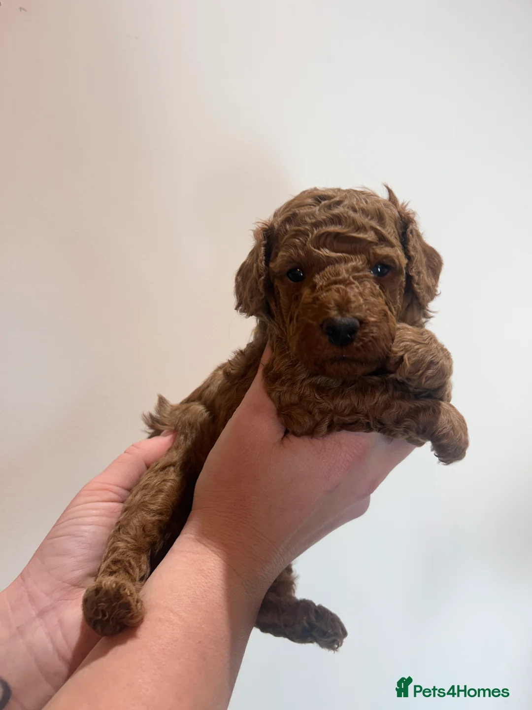 Cockapoo dogs for sale: Red f2b Cockapoo Pups  - Advert 5