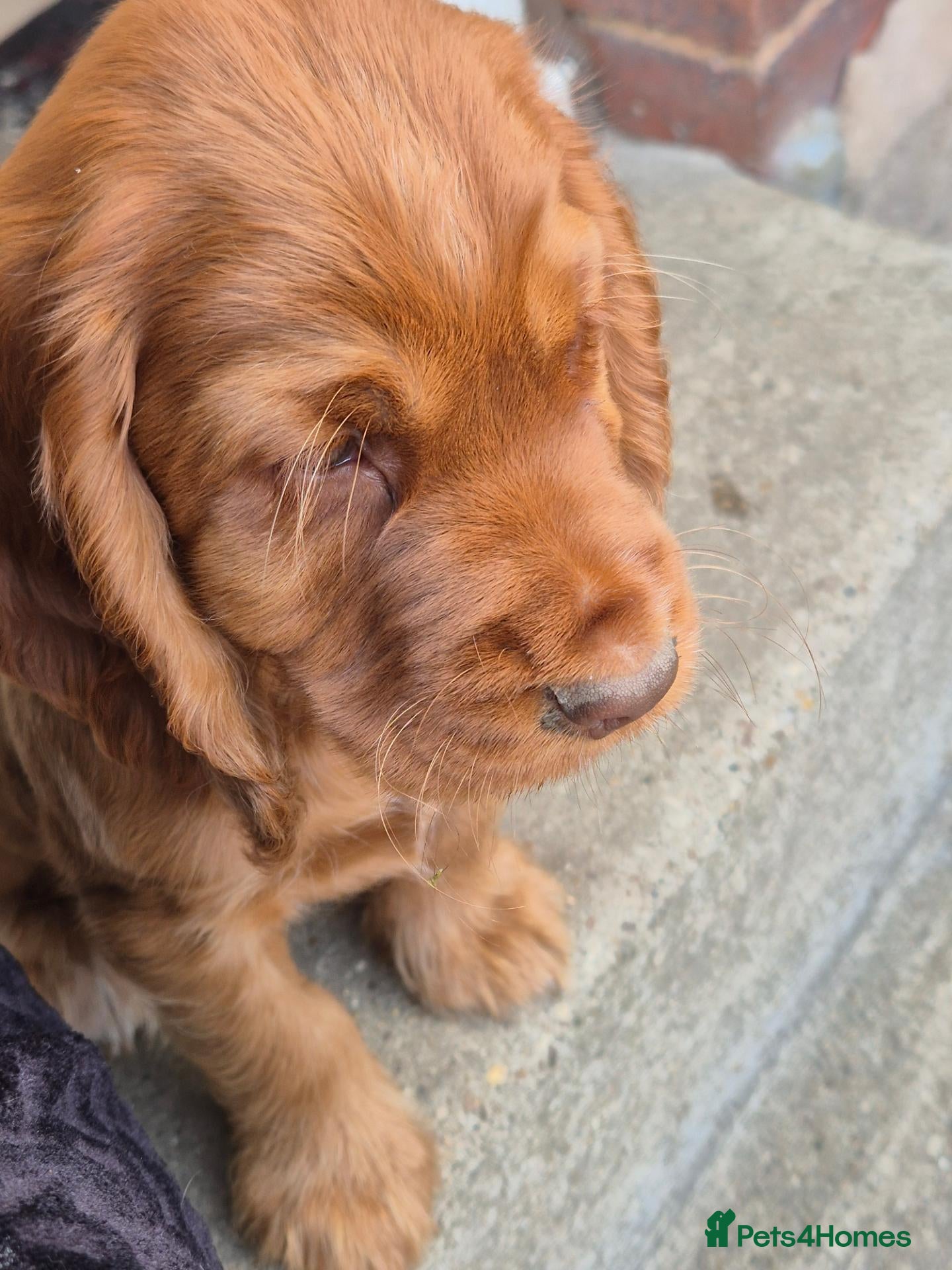 Cocker Spaniel dogs Cocker spaniels Barnsley area - Advert 2
