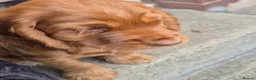 Cocker Spaniel dogs for sale: Cocker spaniels Barnsley area - Advert 12