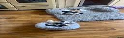Mixed Breed cats for sale: Kittens - Advert 1