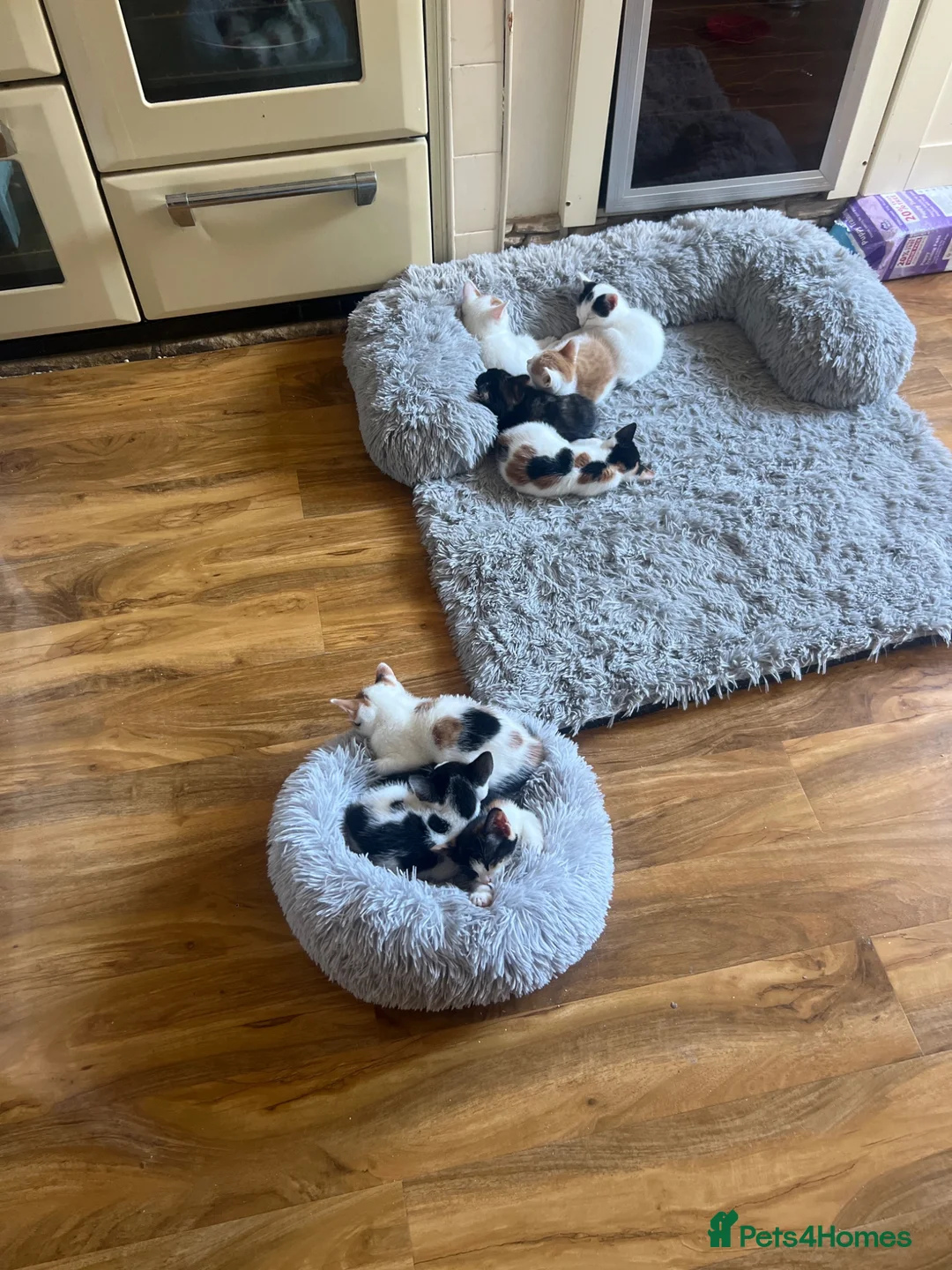 Mixed Breed cats for sale: Kittens - Advert 1