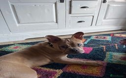 Mixed Breed dogs for sale: Frenchie cross  - Image 1