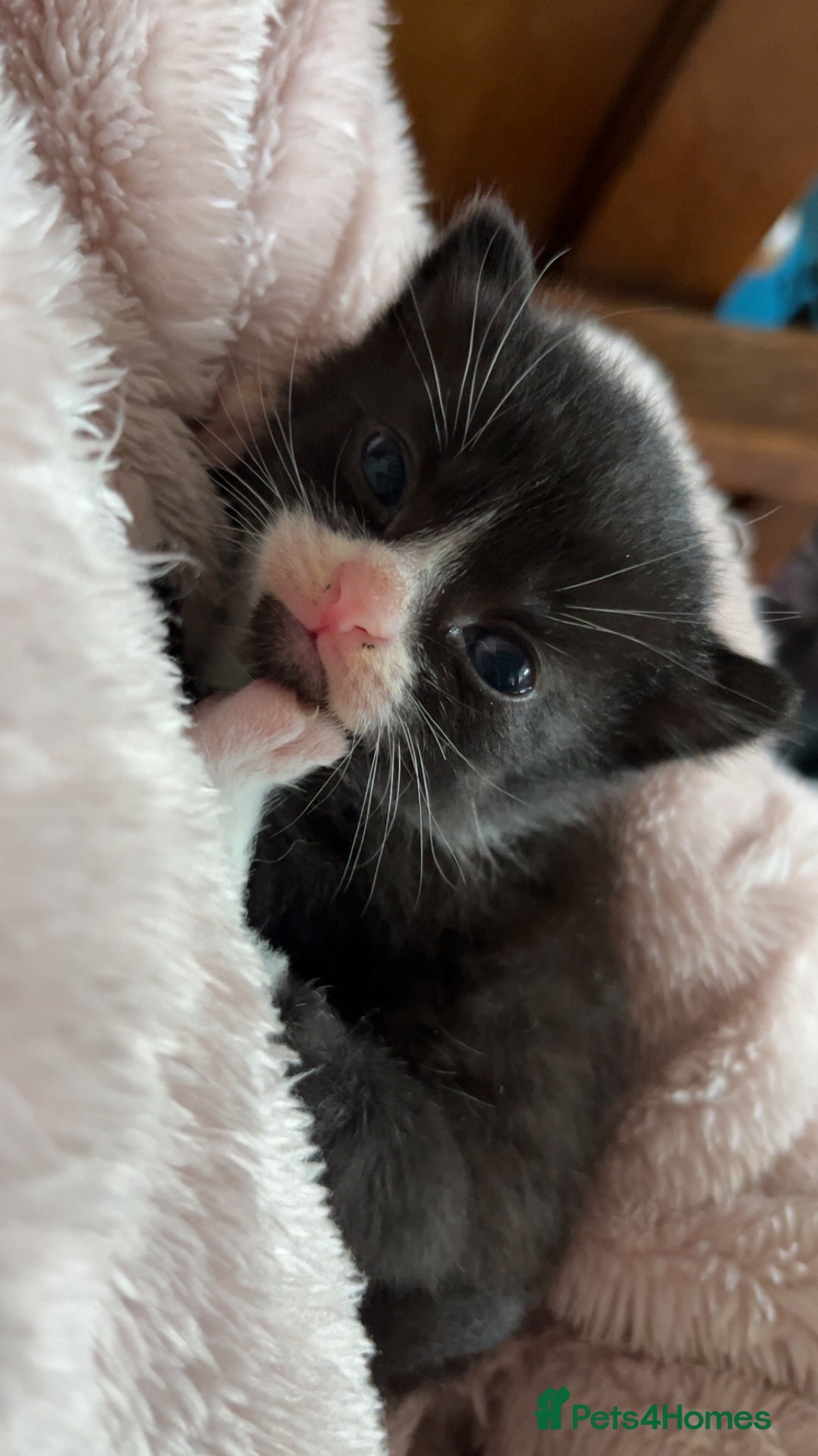 Mixed Breed cats for sale: Cute and Friendly Kittens - Advert 3