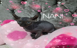 Sphynx cats for sale: 💙LITTLE BOY🩵Sphynx Kitten🩵TESTED 🐈  - Image 21