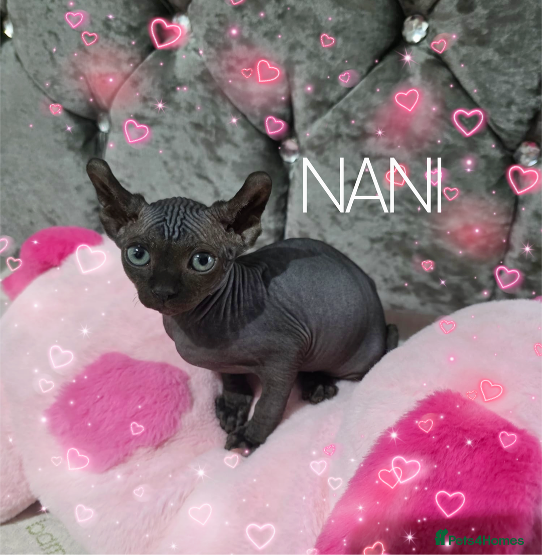 Sphynx cats for sale: 💙LITTLE BOY🩵Sphynx Kitten🩵TESTED 🐈  - Image 21