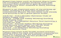 Labrador Retriever dogs for sale: All viewings booked or puppies reserved - Advert 10