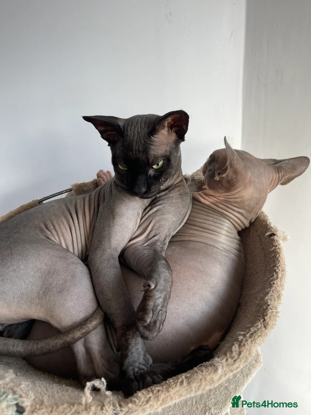 Sphynx cats for stud: Young male sphynx cat for stud in Milton Keynes - Advert 3