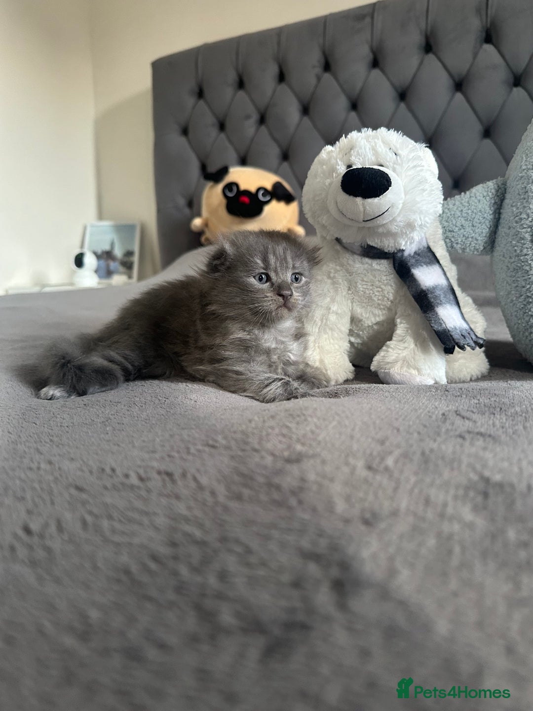 Scottish Fold cats for sale: Adorable playful scottish fold kittens  - Image 8