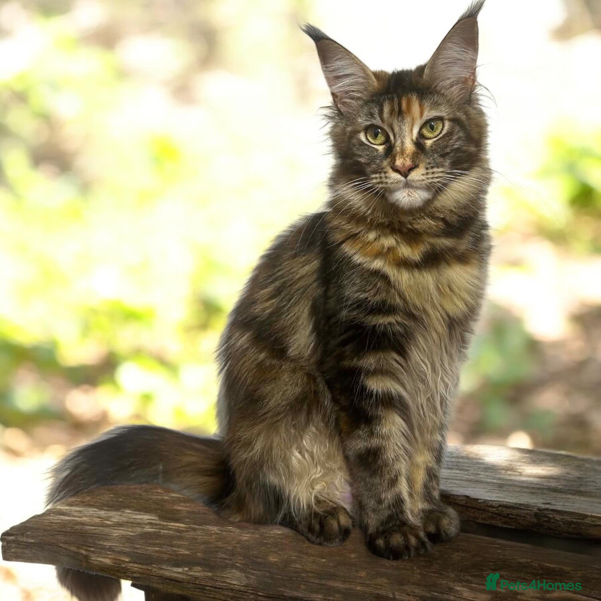 Maine Coon cats TICCA Registered MaineCoon Kittens  - Advert 2