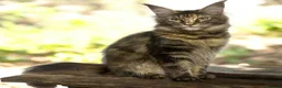 Maine Coon cats for sale: TICCA Registered MaineCoon Kittens  - Advert 2