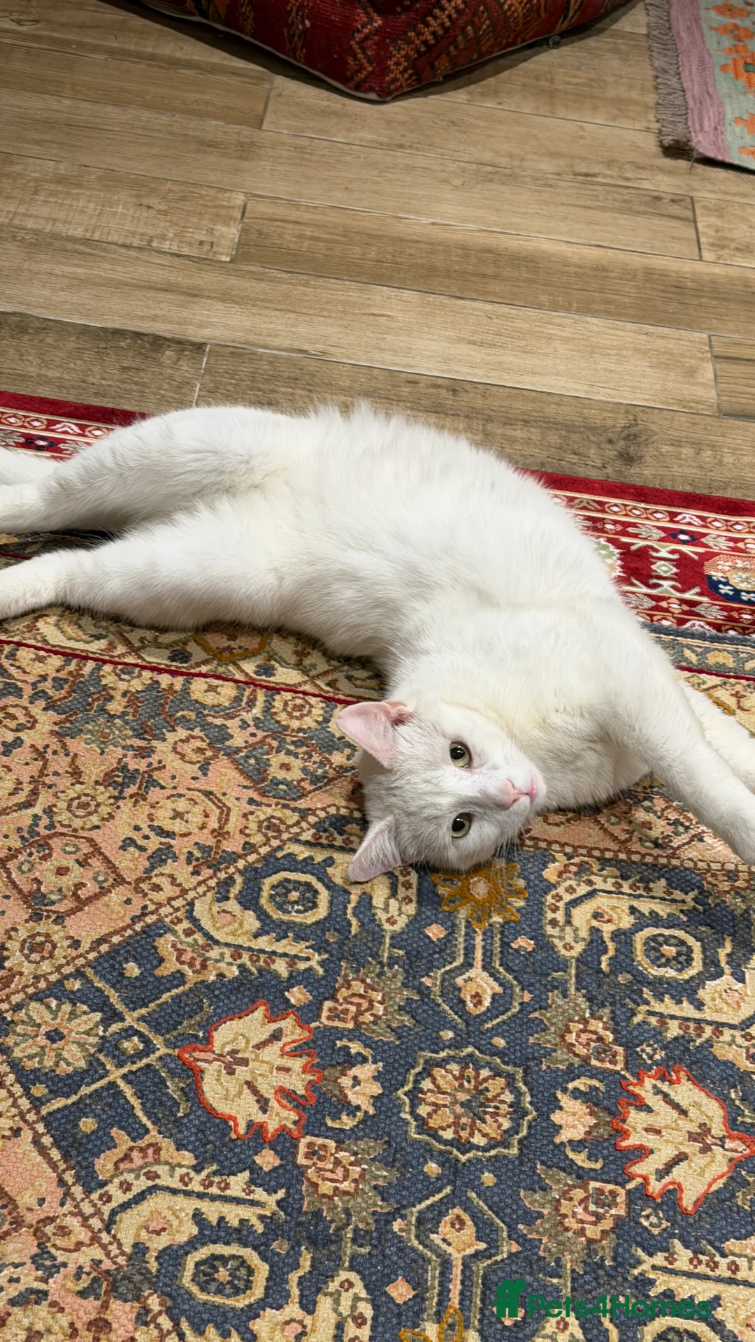 Turkish Angora cats for sale: Casper- sweet Turkish Angora need rehoming  - Advert 6