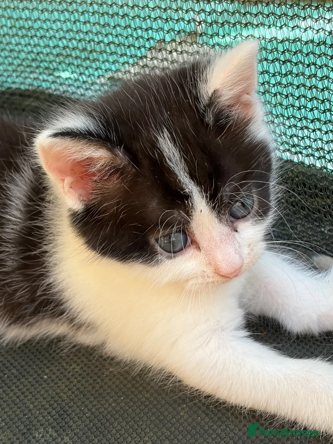 Mixed Breed cats for sale:     Healthy Playful Kittens - Advert 2