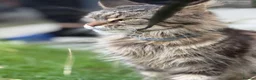Maine Coon cats for sale: 4 adults Maine Coon - Advert 20