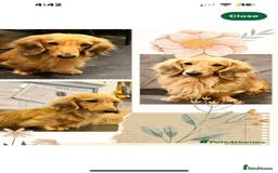 Miniature Dachshund dogs for stud: Pinot & Porter  - Image 5