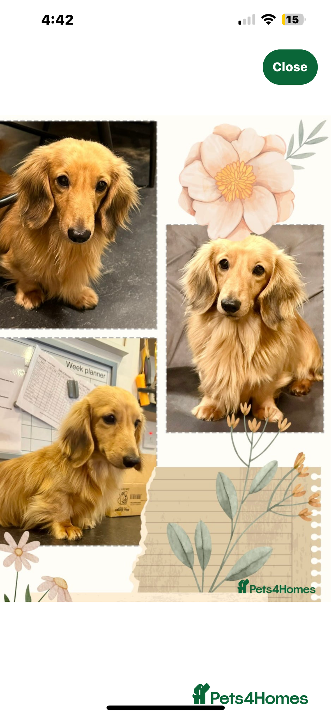 Miniature Dachshund dogs for stud: Pinot & Porter  - Image 5