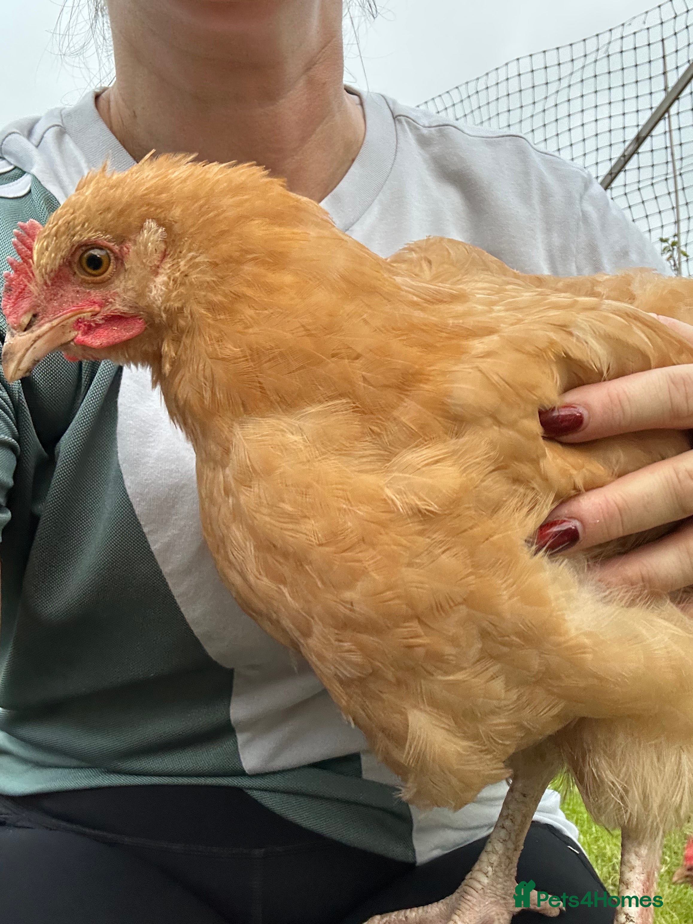 Chickens poultry Buff Orpington Rooster - Advert 1