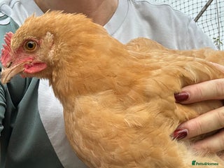 Chickens poultry Buff Orpington Rooster - Advert 1