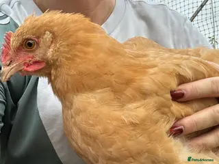 Chickens poultry Buff Orpington Rooster - Advert 7