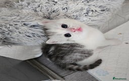 Mixed Breed cats for sale: Persian x kittens  - Image 10